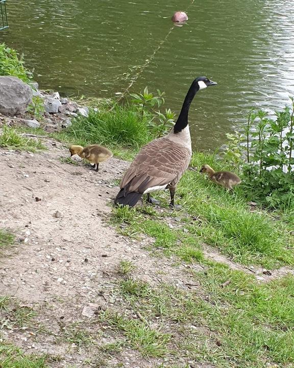 Angelpark zur Grafenmuehle